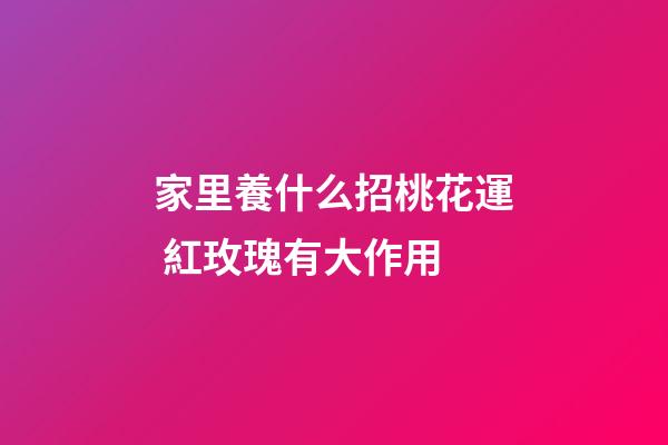 家里養什么招桃花運 紅玫瑰有大作用